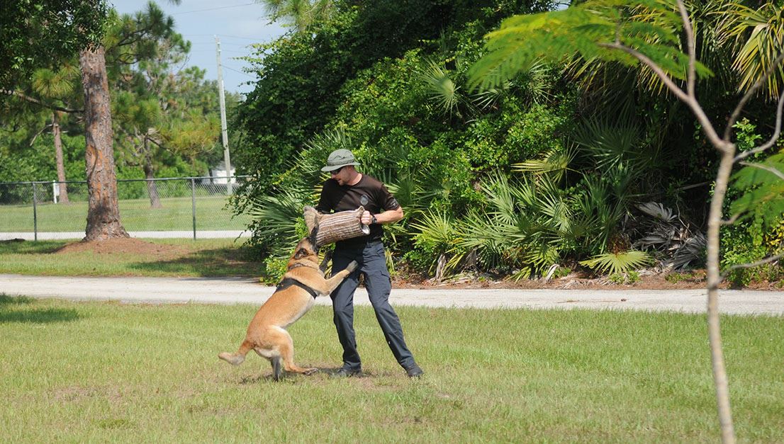 K-9 Officers Searching 2